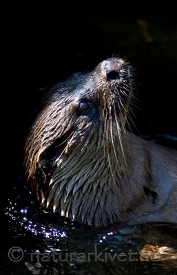 BB 12 0134 / Lutra lutra / Oter